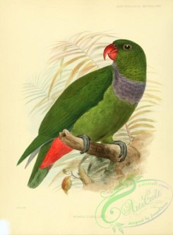 parrots_birds-00343 - Red-billed Parrot (corallinus)