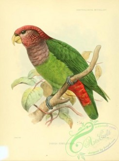 parrots_birds-00344 - Speckle-faced Parrot