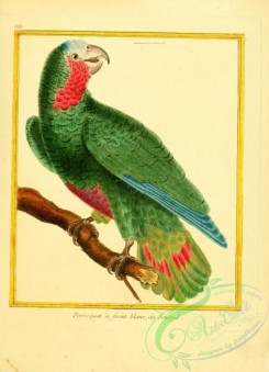 parrots_birds-00362 - Parrot
