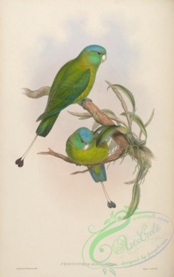 parrots_birds-00457 - Little Racket-tailed Parrot