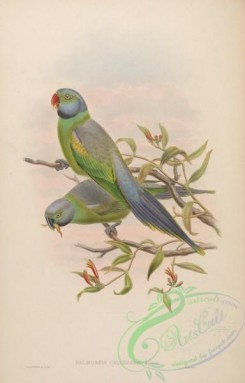 parrots_birds-00459 - Mrs Layard's Parrakeet