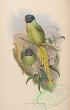 parrots_birds-00463 - Slaty-headed Parrakeet