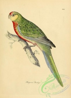 parrots_birds-00466 - platycercus stanleyii