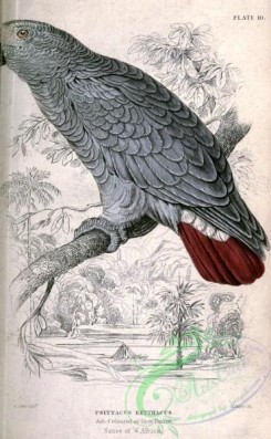 parrots_birds-00488 - Ash-coloured or Grey Parrot, psittacus erythacus