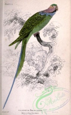 parrots_birds-00495 - Malacca Ring Parrakeet, palaeornis malaccensis