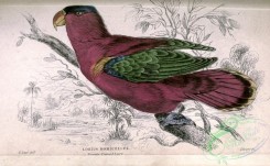 parrots_birds-00500 - Purple-capped Lory, lorius domicellus
