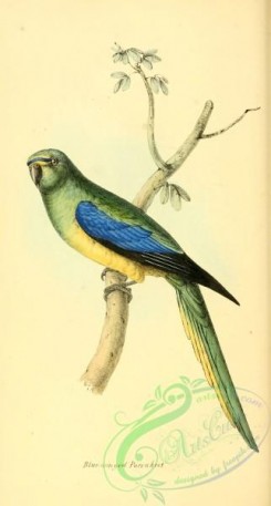 parrots_birds-00517 - Blue-winged Parrakeet