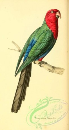 parrots_birds-00520 - Pennantian Parrakeet