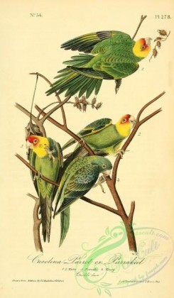 parrots_birds-00532 - Carolina Parrot or Parrakeet