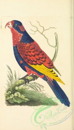 parrots_birds-00537 - Indian Lory