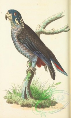 parrots_birds-00542 - Dusky Parrot