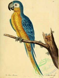 parrots_birds-00547 - Blue Macaw