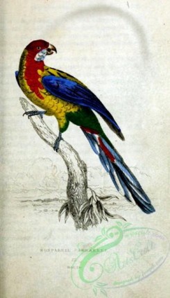 parrots_birds-00617 - Nonpareil Parrakeet