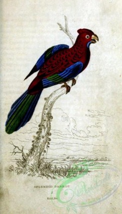 parrots_birds-00627 - Splendid Parrot