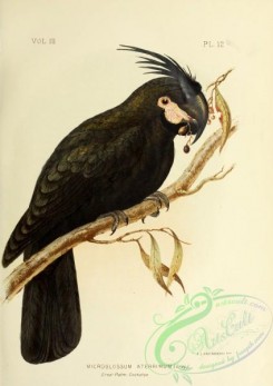 parrots_birds-00640 - Great Palm-Cockatoo