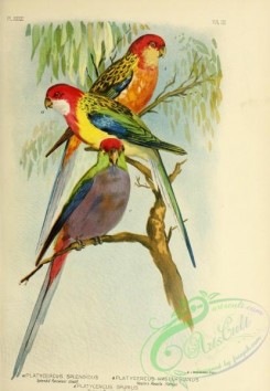 parrots_birds-00659 - Splendid Parrakeet, Master's Rosella, Spurious Parrakeet