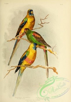 parrots_birds-00662 - Yellow-Vented Parrakeet, Red-Vented Parrakeet, Beautiful Parrakeet