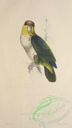 parrots_birds-00743 - Bay-headed Parrot, psittacus badiceps