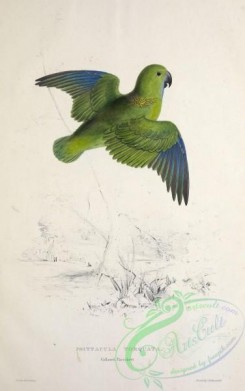 parrots_birds-00748 - Collared Parrakeet, psittacula torquata