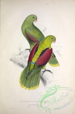 parrots_birds-00749 - Crimson winged Parrakeet, platycercus erythropterus