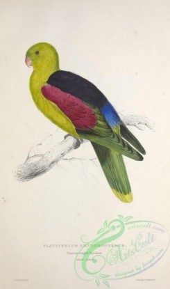 parrots_birds-00750 - Crimson-winged Parrakeet, platycercus erythropterus