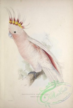 parrots_birds-00755 - Leadbeater's Cockatoo, plyctolophus leadbeateri