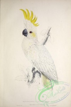 parrots_birds-00756 - Lesser Sulphur-crested Cockatoo, plyctolophus sulphureus