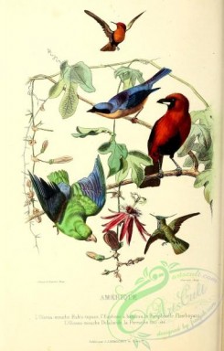 parrots_birds-00780 - Hummingbird, Parrot