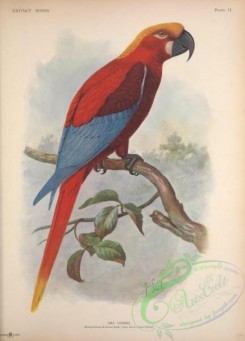 parrots_birds-00783 - Jamaicanor Gosse's Macaw