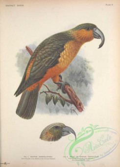 parrots_birds-00785 - nestor norfolcensis, Norfolk Island Kaka
