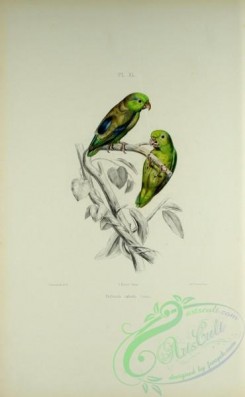 parrots_birds-00807 - psittacula coelestis