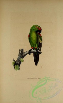 parrots_birds-00812 - Thick-billed Parrot