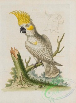 parrots_birds-00820 - 317-Lesser white Cockatoo, psittacus minor
