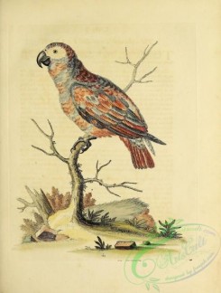 parrots_birds-00846 - 163-Ash-coloured and red Parrot, psittacus cinereus