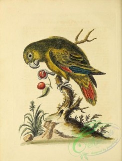 parrots_birds-00851 - 168-Little green Parrot, psittacus minor
