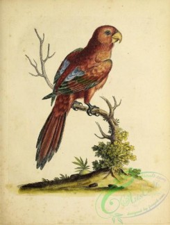 parrots_birds-00856 - 173-Long-tailed Scarlet Lory, psittacus coccineus