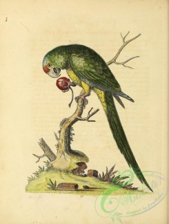 parrots_birds-00859 - 176-Red and Blue-headed Parrakeet, psittacus minor