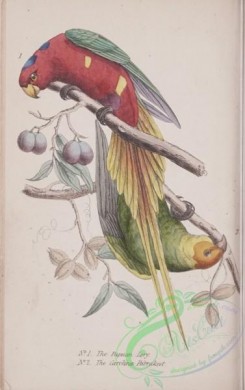 parrots_birds-00862 - Papuan Lory, Carolina Parrakeet