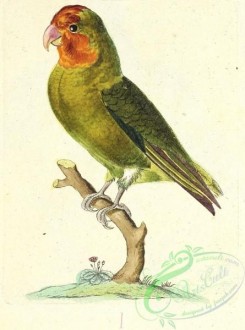 parrots_birds-00867 - 003a-psittacus pullarius