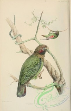 parrots_birds-00878 - Brown-hooded Parrot, pionus haematotis