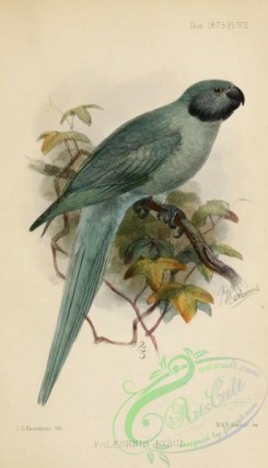 parrots_birds-00881 - Newton's Parakeet, palaeornis exsul