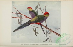parrots_birds-00883 - Red-capped Parrakeet, porphyrocephalus spurius