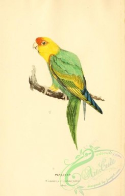 parrots_birds-00888 - Parrakeet, conurus carolinensis