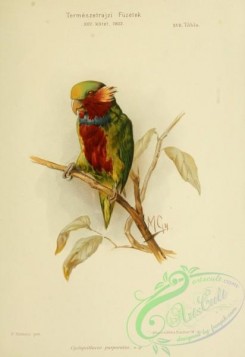 parrots_birds-00889 - cyclopsittacus purpuratus