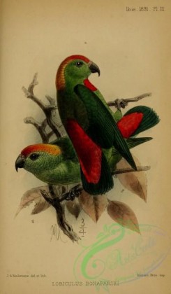 parrots_birds-00891 - Black-billed Hanging-Parrot, loriculus bonapartei