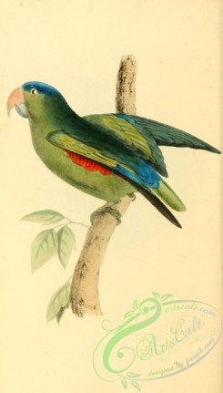 parrots_birds-00910 - psittacus malaccensis