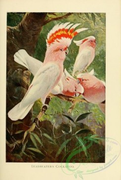 parrots_birds-00915 - Leadbeater's Cockatoo