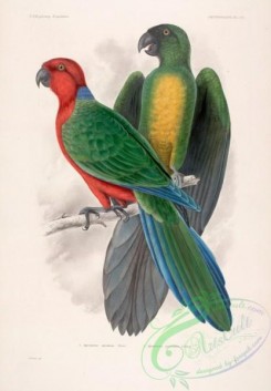 parrots_birds-01143 - aprosmictus splendens, aprosmictus personatus