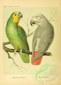 parrots_birds-01150 - Amazon Parrot, Grey Parrot