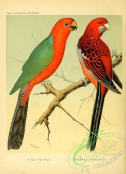 parrots_birds-01155 - King Parrot, Pennant's Parrakett